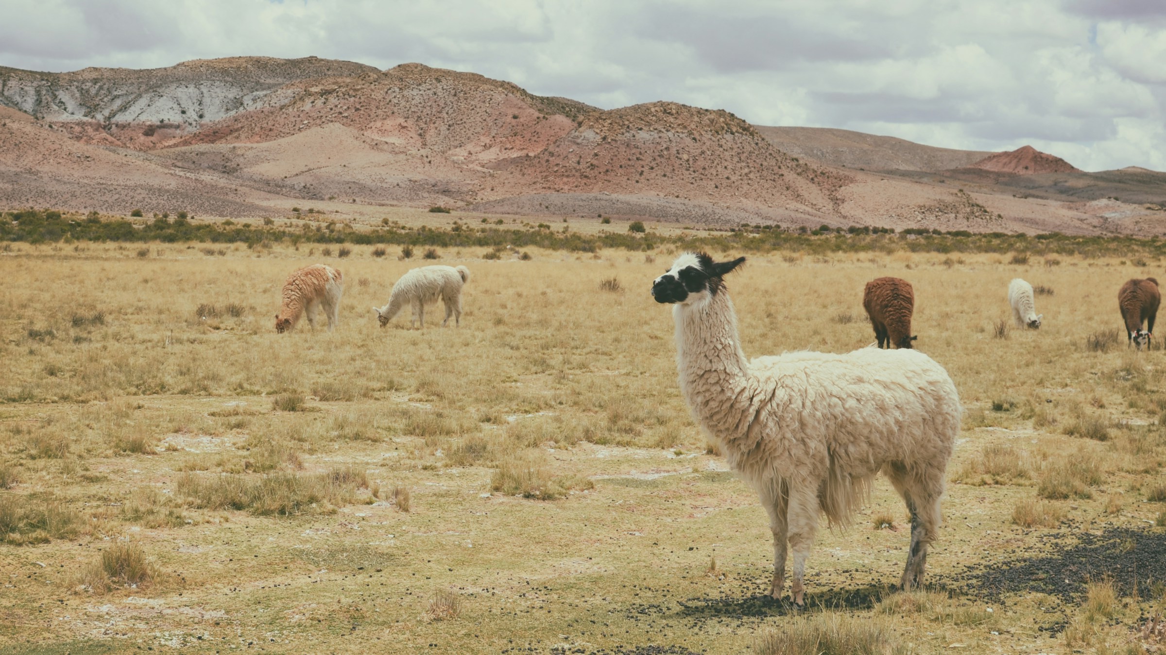 28 de Julio: La AMA invita a celebrar el Día del Campesino y promover el crecimiento sostenible de la agricultura Aymara