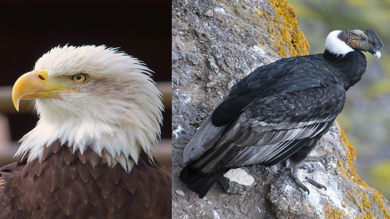 El vuelo del Águila y el Cóndor: Una Profecía Ancestral que despierta conciencia continental