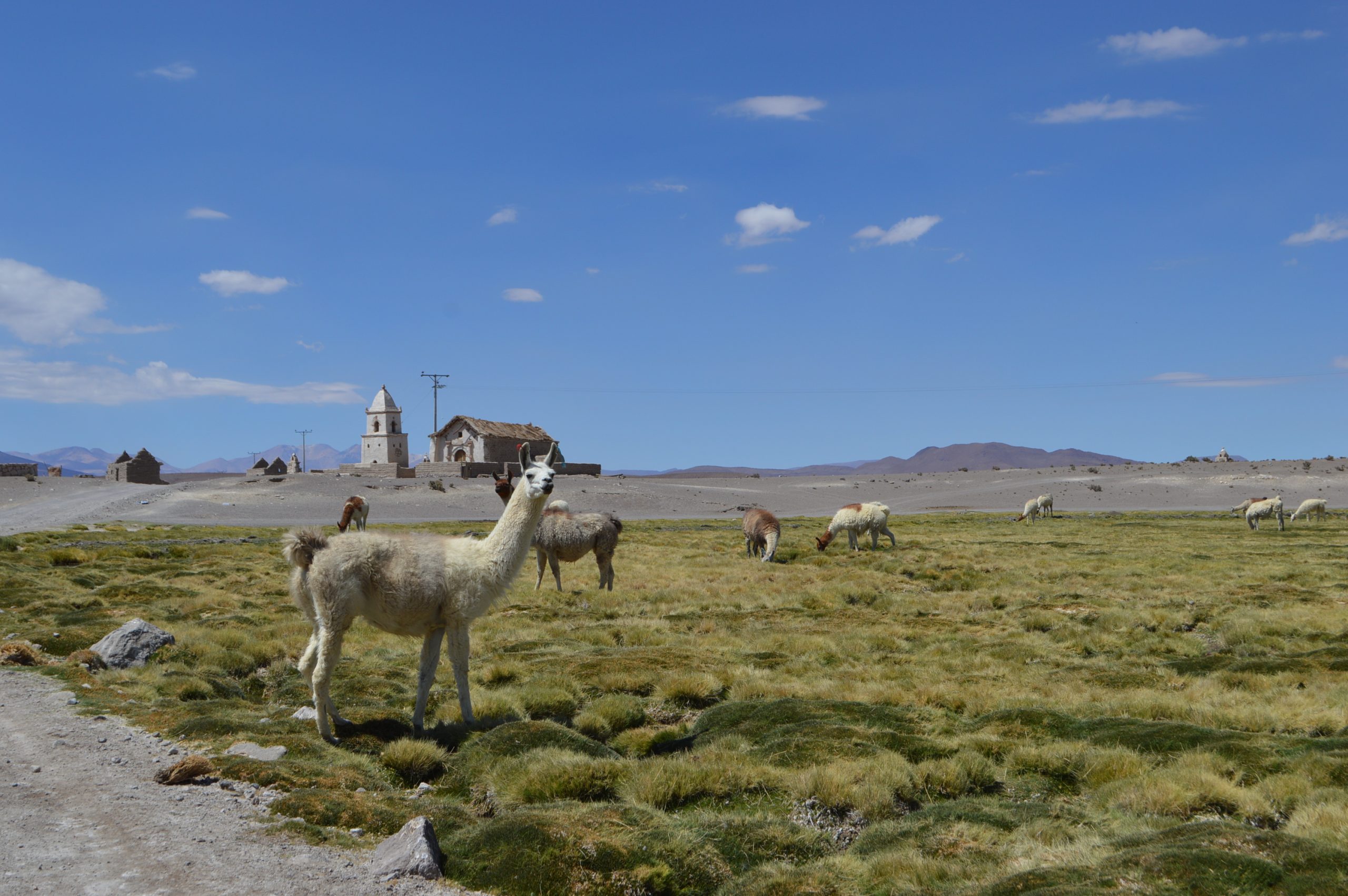 Alianza Mundial Aymara: Guardianes del equilibrio en el Día Mundial del Medioambiente