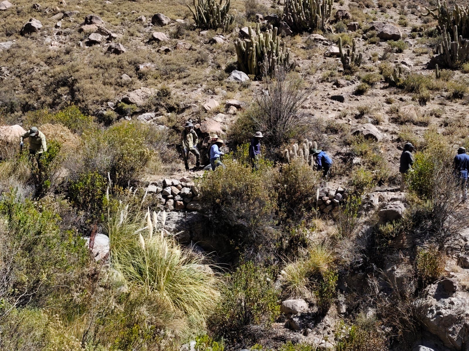 Guardaparques del Parque Nacional Volcán Isluga participaron en limpieza ancestral de canales en la precordillera